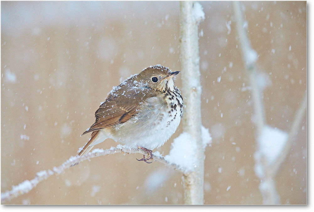 HermitThrush-Virginia-2015Mar-1DXA1687 copy