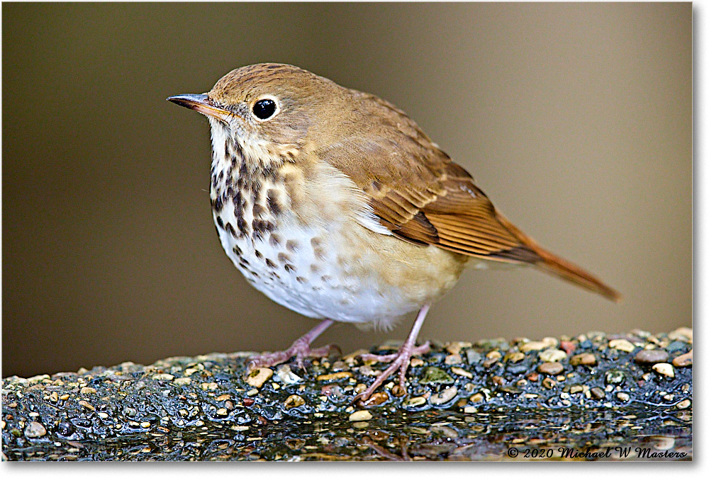 HermitThrush_2020Oct_R5B00499 copy