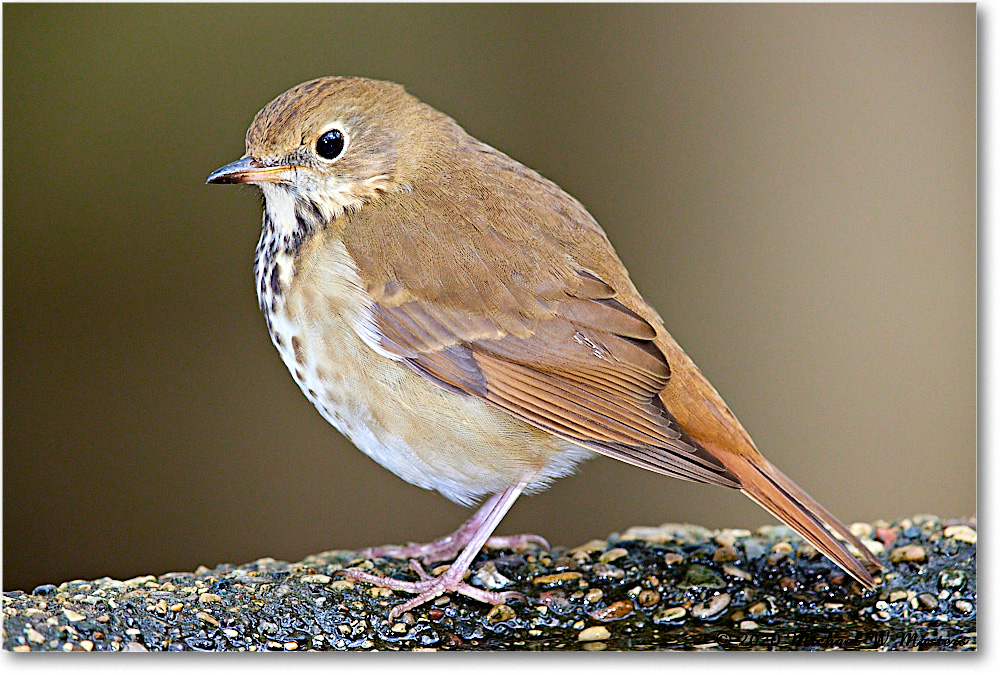 HermitThrush_2020Oct_R5B00512 copy