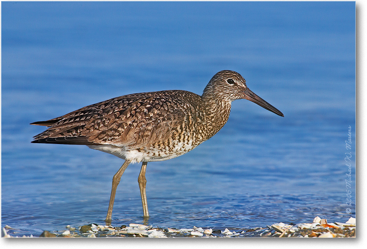 Willet-ChincoNWR-2006May_E0K9325