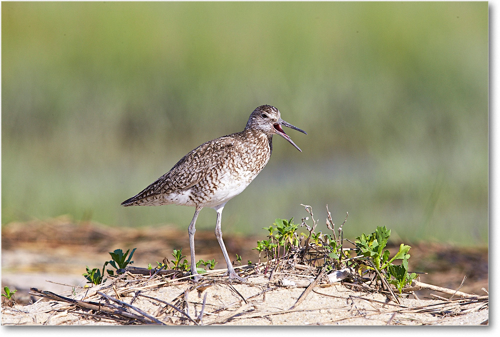 Willet-ChincoteagueNWR-2014June_1DXA0584 copy