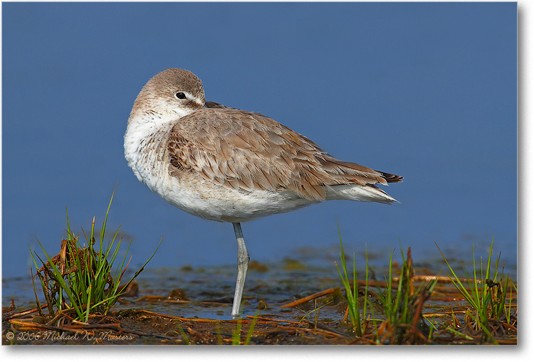 Willet-Juvenile-Resting-E0K8739(Cleanup)