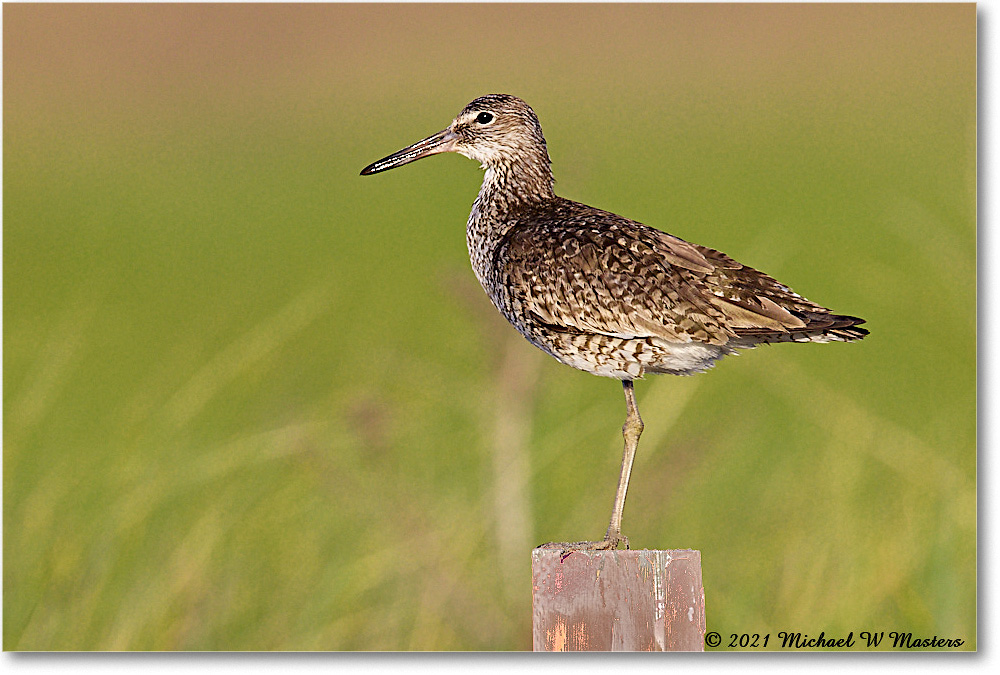 Willet_Assateague_2021Jun_R5A03224 copy