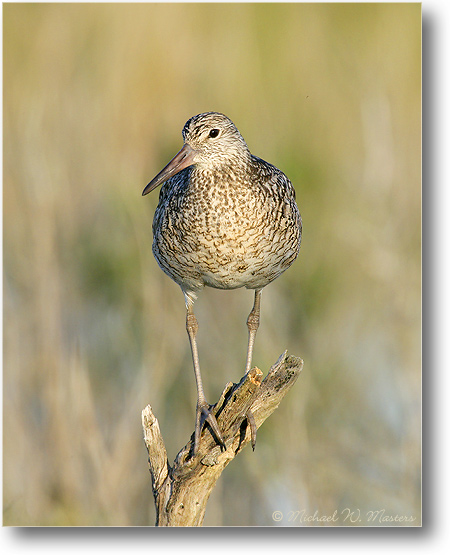Willet_ChincoNWR_2005May_E0K3489