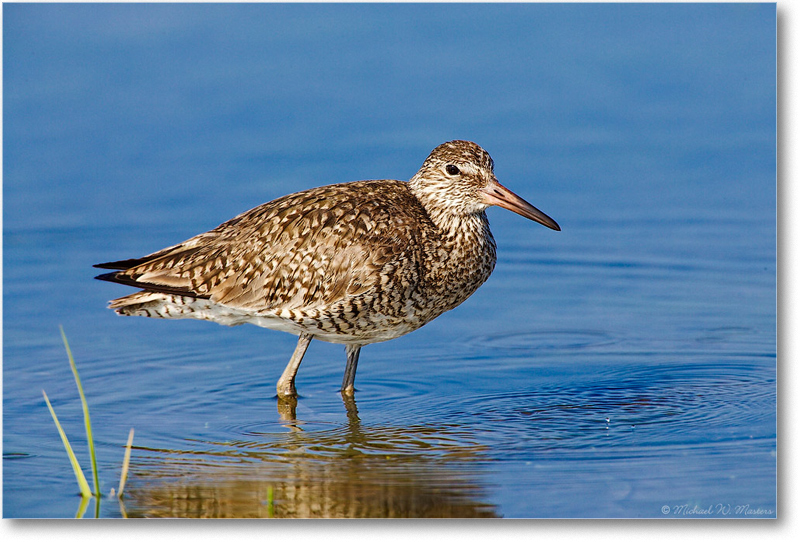 Willet_ChincoNWR_2007May-E0K0987