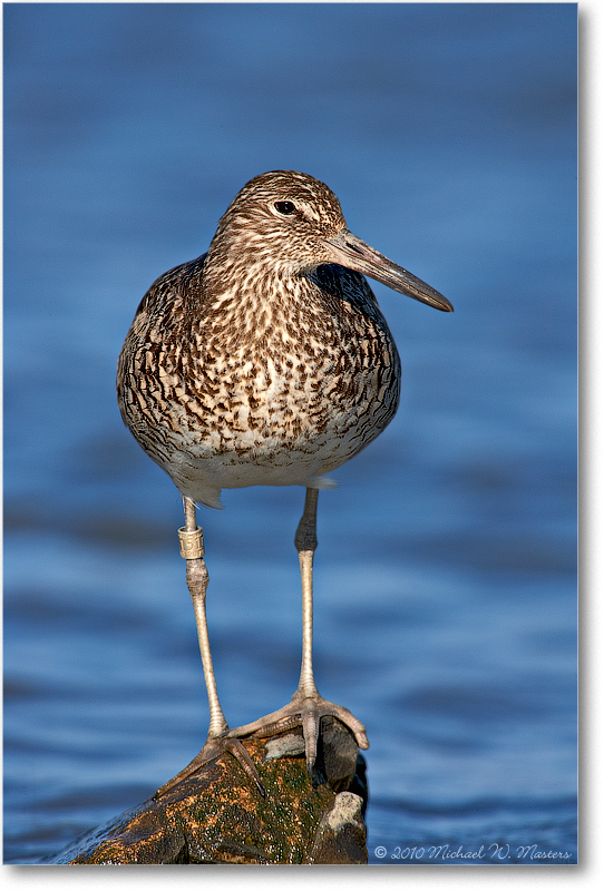 Willet_PortMahon_2006May_E0K0061