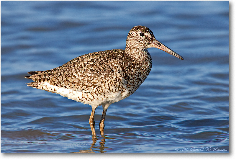 Willet_PortMahon_2006May_E0K0205