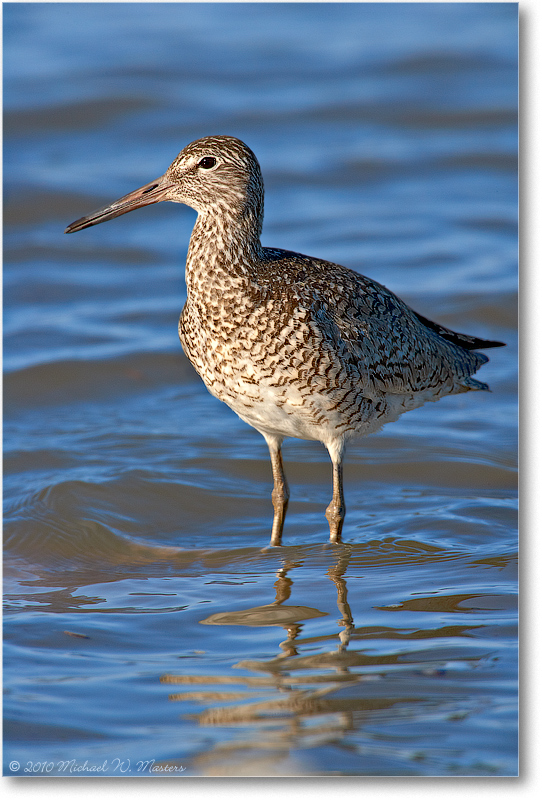Willet_PortMahon_2006May_E0K0209