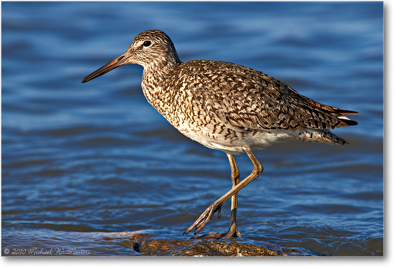 Willet_PortMahon_2006May_E0K0245