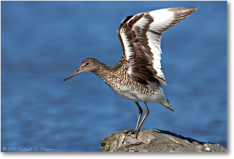 Willet_PortMahon_2006May_E0K9843