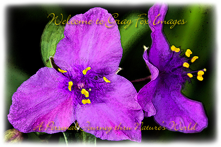 PhotoArt-AsiaticDayflower