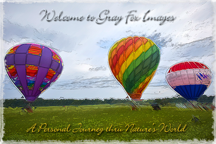 PhotoArt-BalloonFestival3