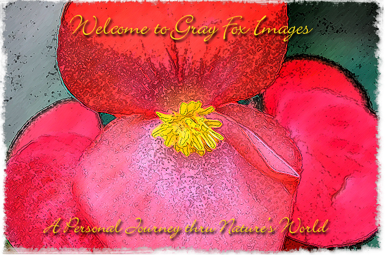 PhotoArt-Begonia