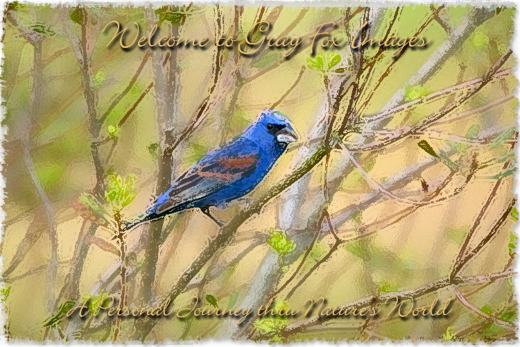 PhotoArt-BlueGrosbeak