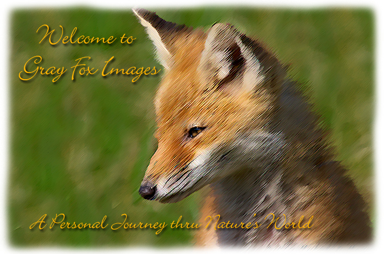 PhotoArt-BombayHookFox