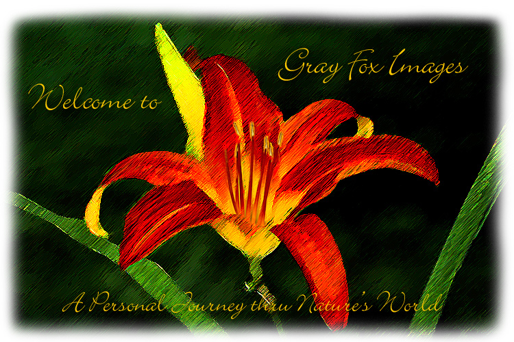 PhotoArt-DayLilly