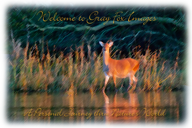 PhotoArt-DeerAtDawn