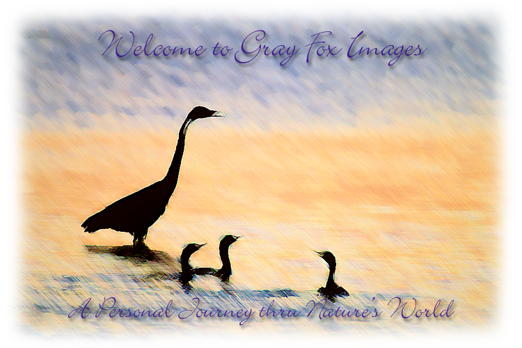 PhotoArt-EgretCormorantSilhouette