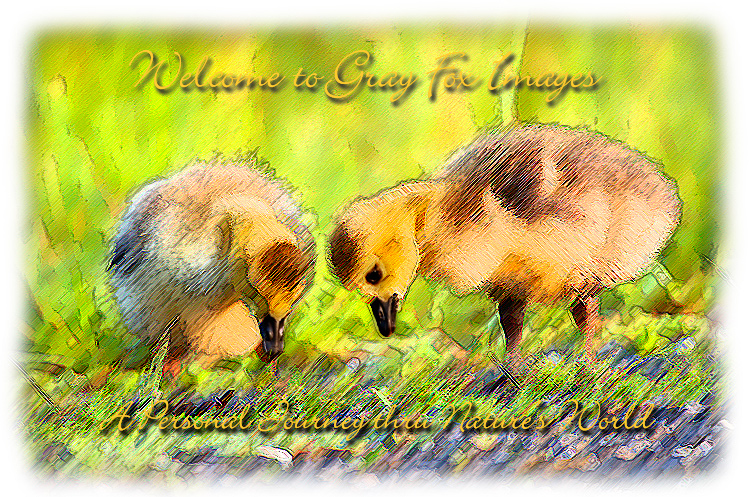 PhotoArt-GooseChicks