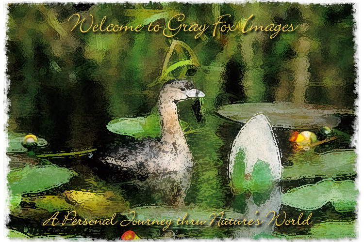 PhotoArt-GrebeSharkValley