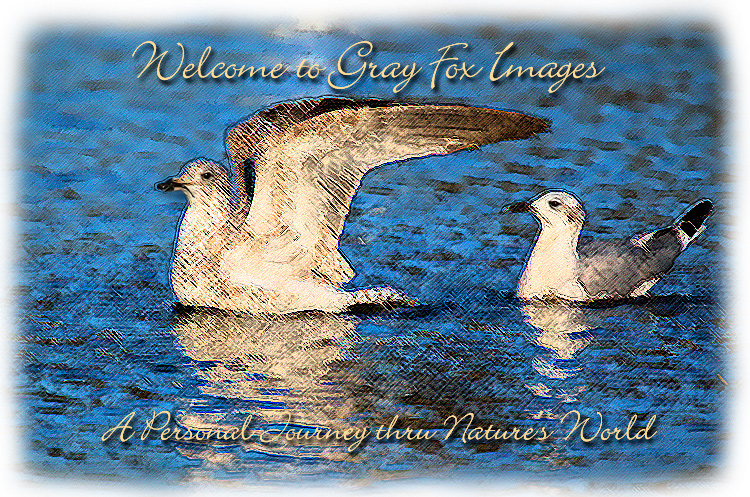 PhotoArt-Gulls&Fish
