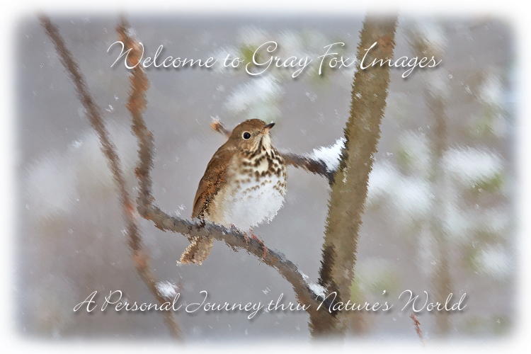 PhotoArt-HermitThrushSnow