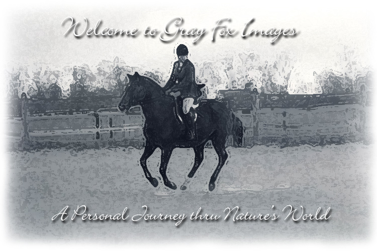 PhotoArt-HorsebackRider2BW