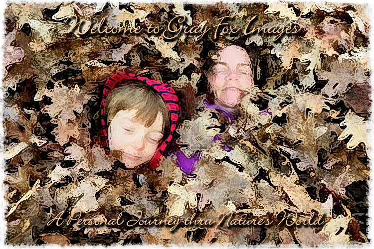 PhotoArt-LeafMagic