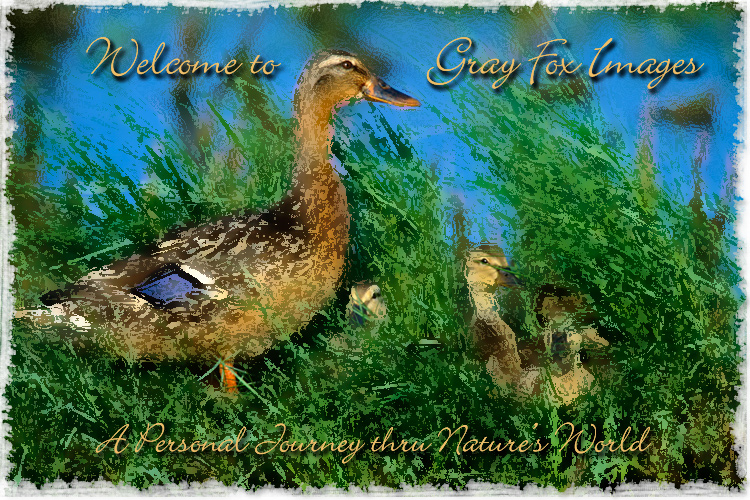 PhotoArt-MallardMom