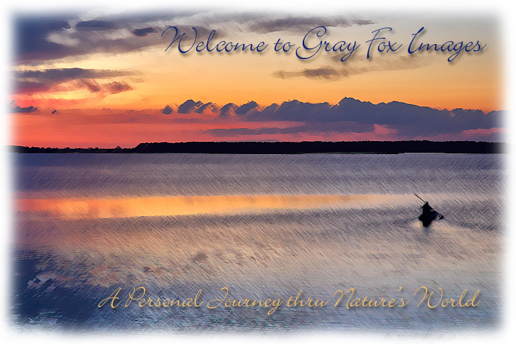 PhotoArt-OysterBayKayak