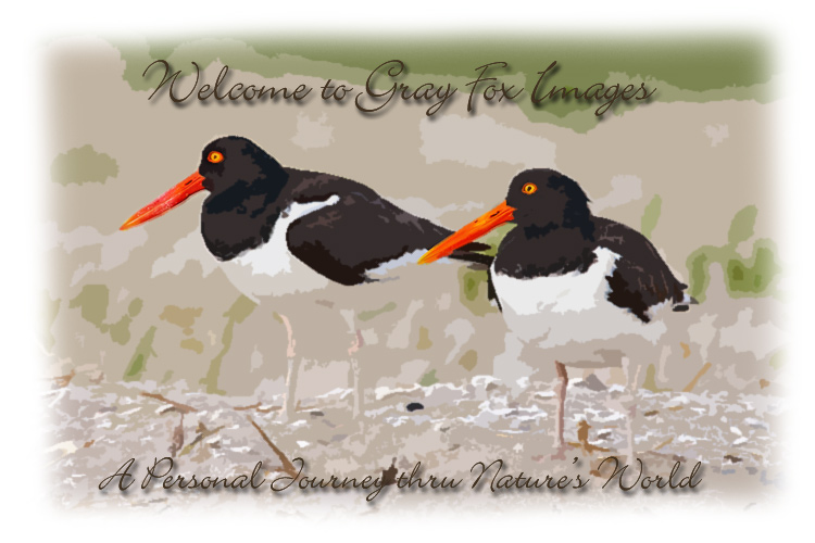 PhotoArt-Oystercatchers
