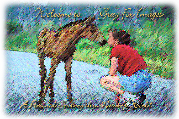 PhotoArt-Pony&Admirer