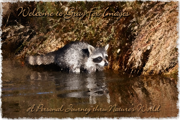 PhotoArt-Racoon