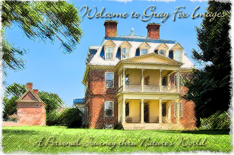 PhotoArt-ShirleyPlantation