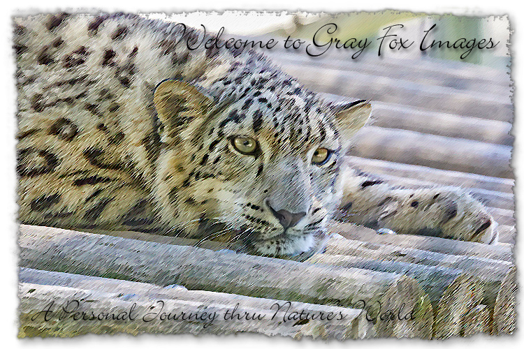 PhotoArt-SnowLeopard