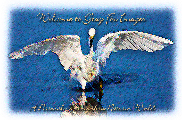 PhotoArt-SnowyEgret