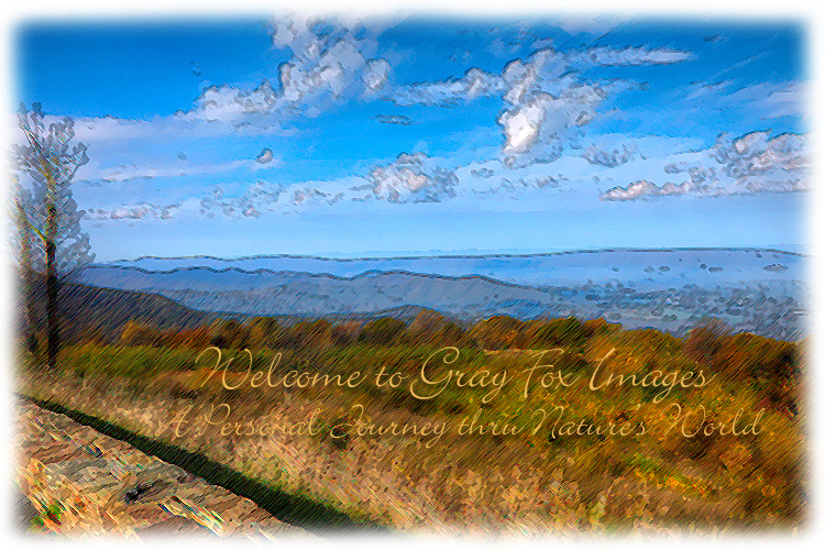 PhotoArt-SpitlerKnoll