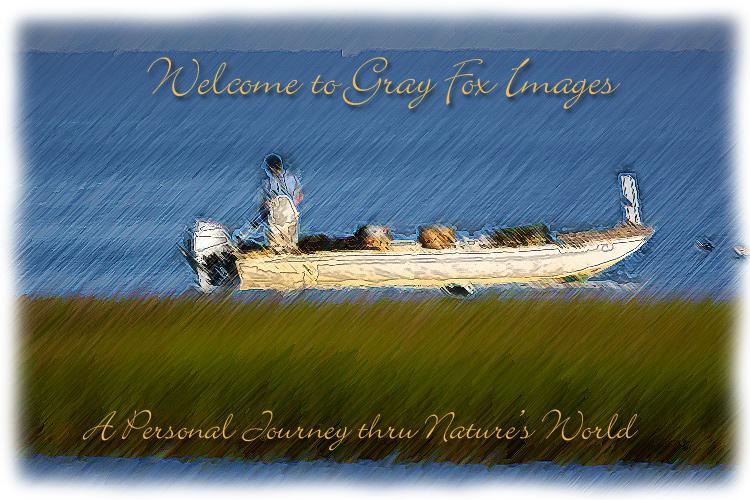 PhotoArt-TomsCoveSkiff