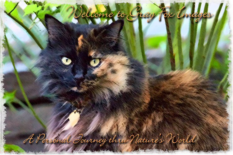 PhotoArt-TortiseshellCat