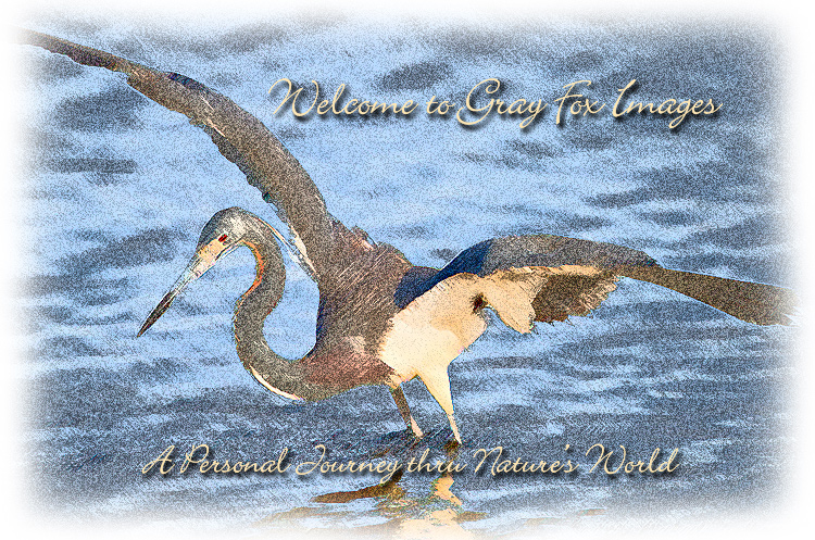 PhotoArt-TricolorHeron