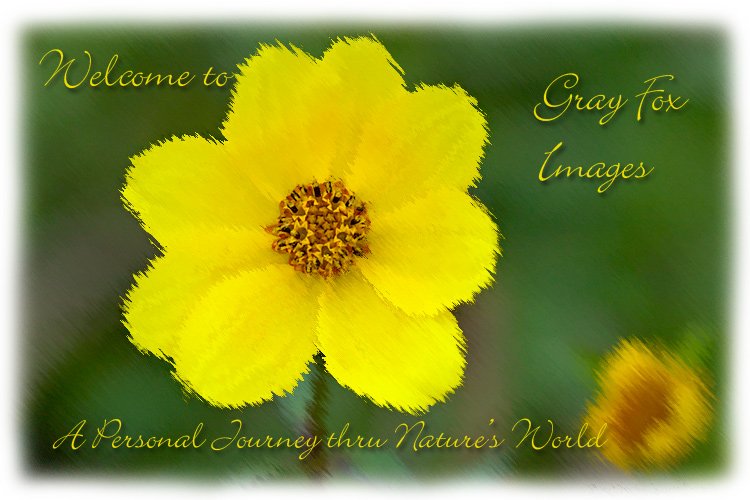 PhotoArt-YellowFlower