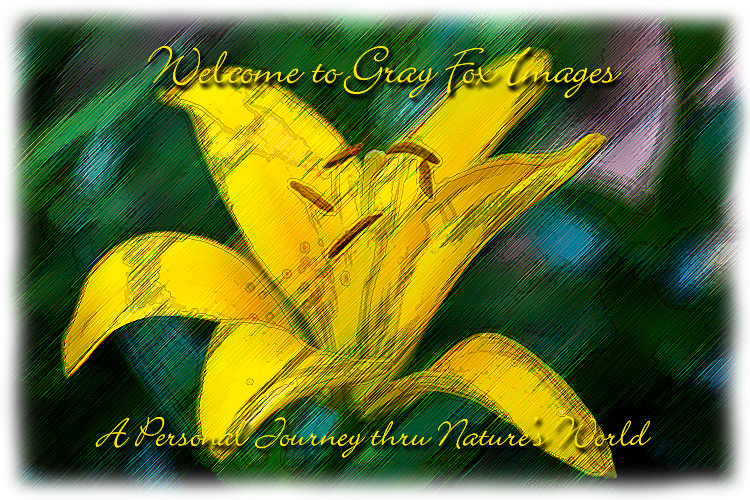 PhotoArt-YellowLily