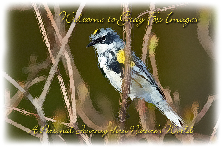 PhotoArt-YellowRumpWarbler