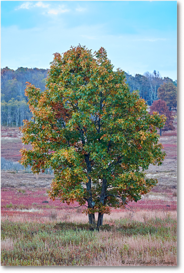 AutumnTree_BigMeadows_2016Oct_2DXB3654