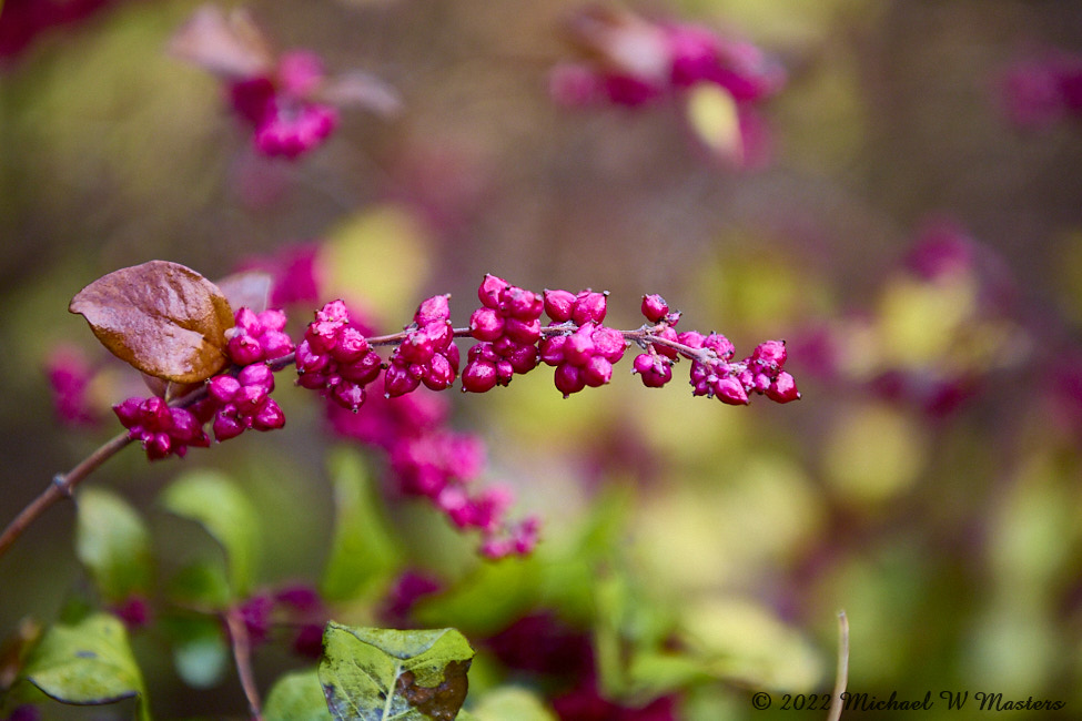 Berries_ByrdVisitorCenter_2022Oct_5DB02584