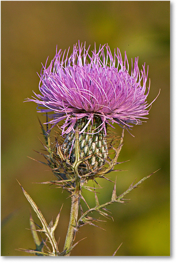 Bullthistle-BigMeadows-2007Sept_E0K1519 copy