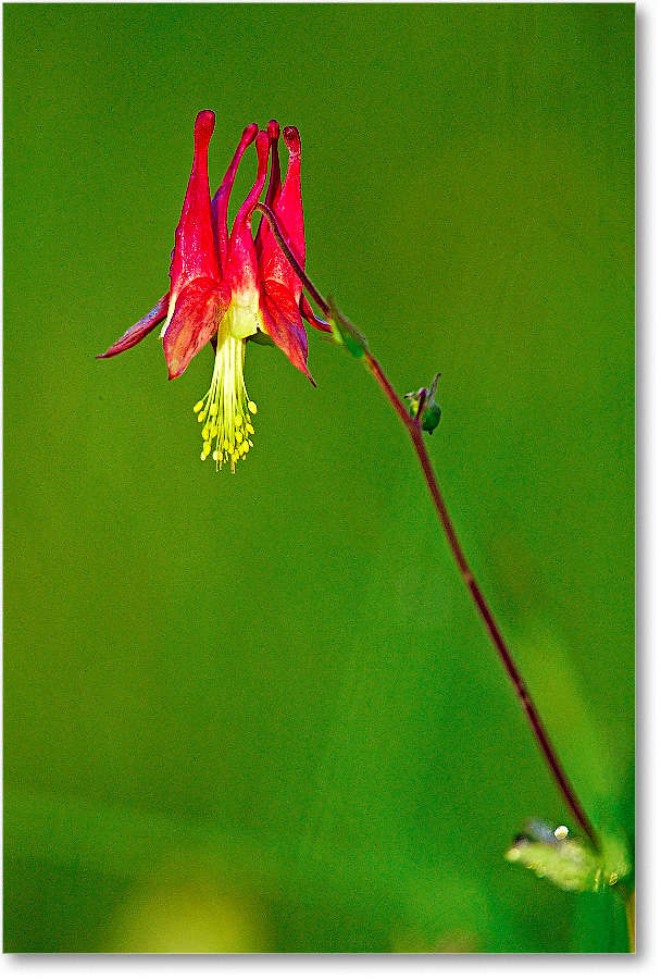 Columbine-BigMeadows-2007Sept_E0K1278 copy