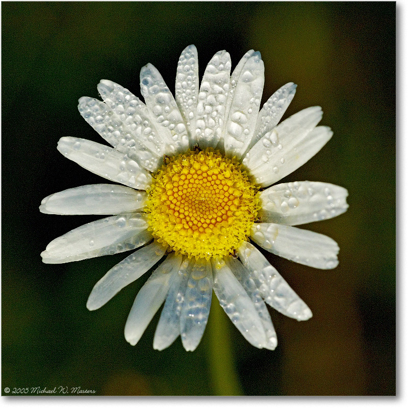 Daisy&Dew_BigMeadows_2005Aug_1FFT7990