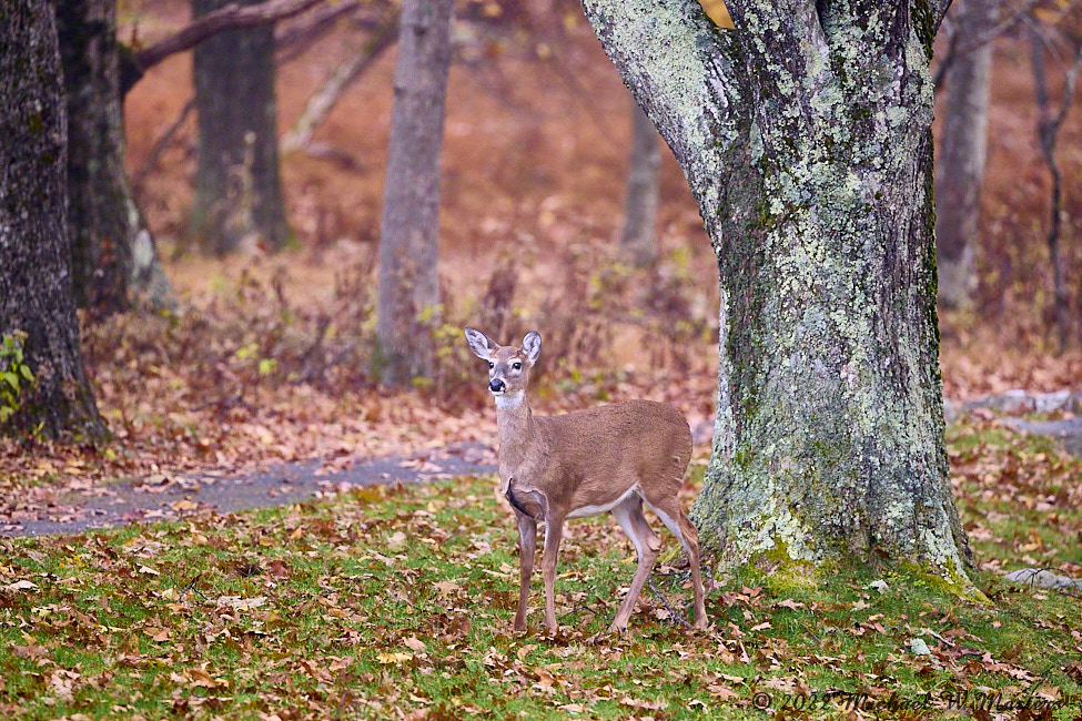 Deer_BigMeadows_2022Oct_R5B09393