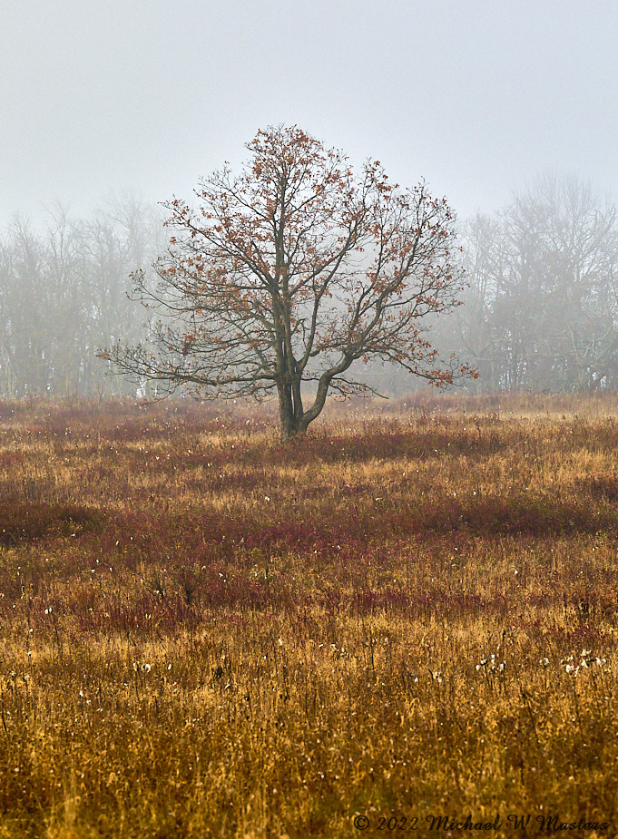 FoggyDawn_BigMeadows_2022Oct_5DB02582